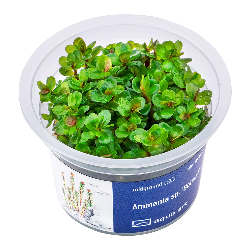 Ammania sp.'Bonsai' roślina do akwarium drugi plan kubek 6cm in vitro.jpg